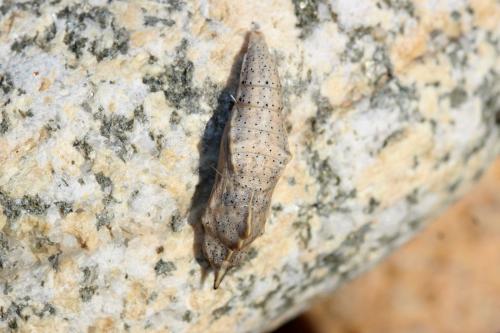 Réf. 315 069 : Pontia daplidice